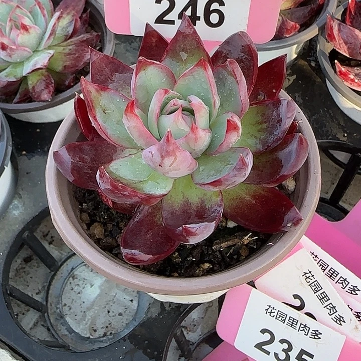 紫***莲246 惊鸿仙子多肉植物7-9cm