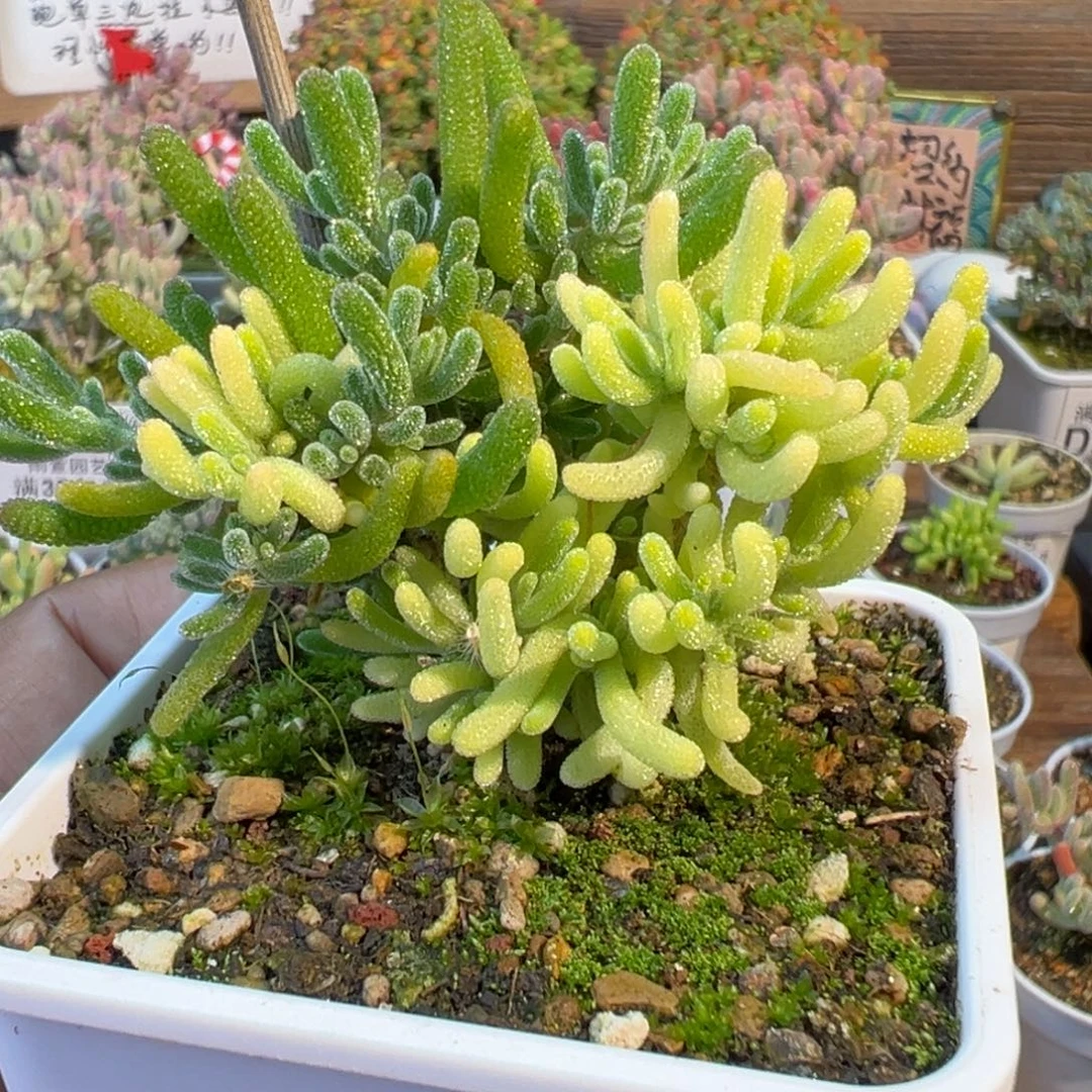 28-344荧光兔阴阳锦七方盆