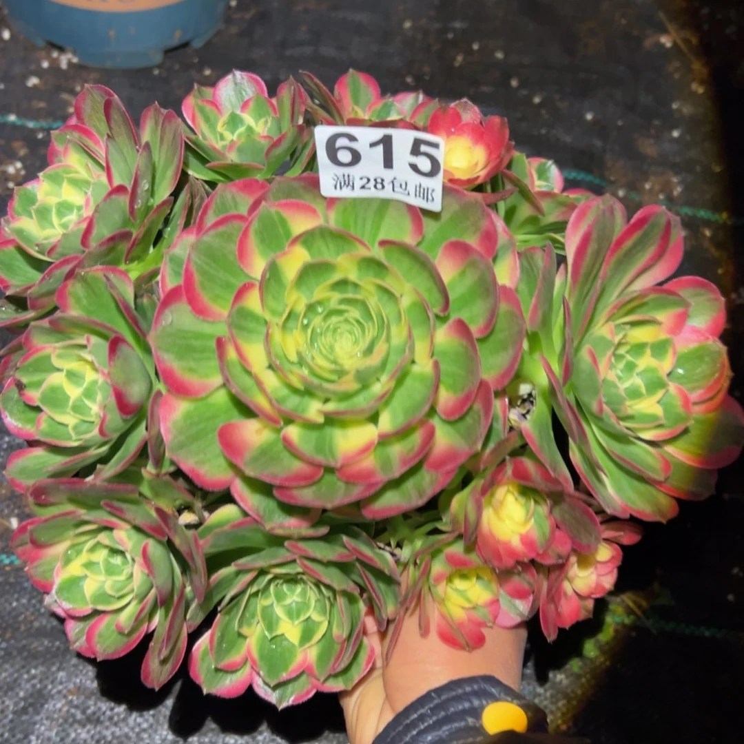 多肉植物615海仙的