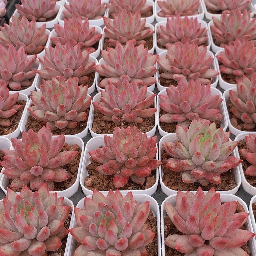 红体虞美人346789999900