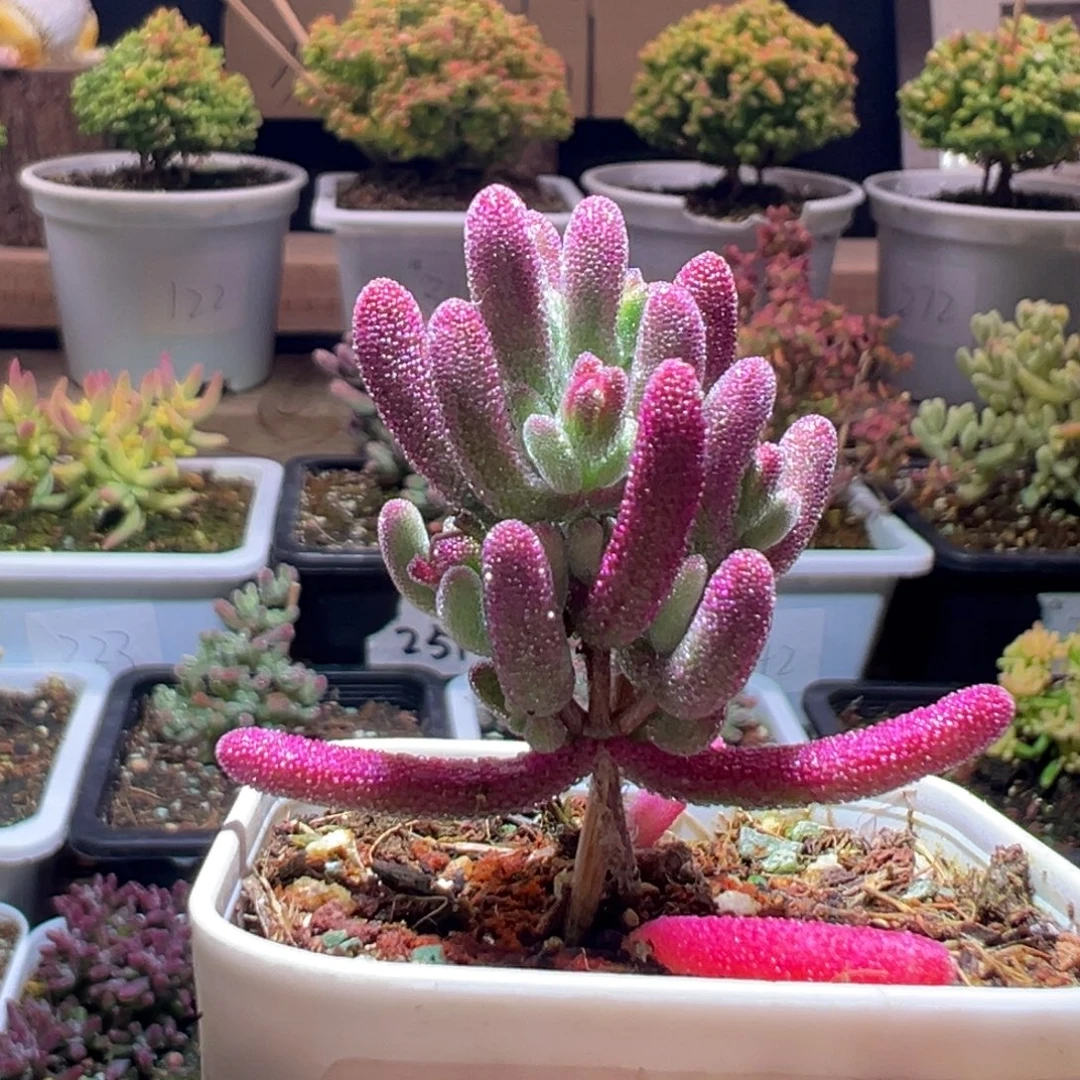 768紫闪光一物一拍包开箱