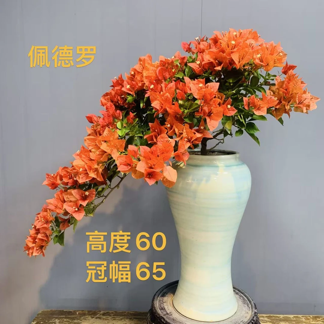 佩德罗三角梅瀑布桩单飘意境款勤花好养四季开花适合茶台室内庭院