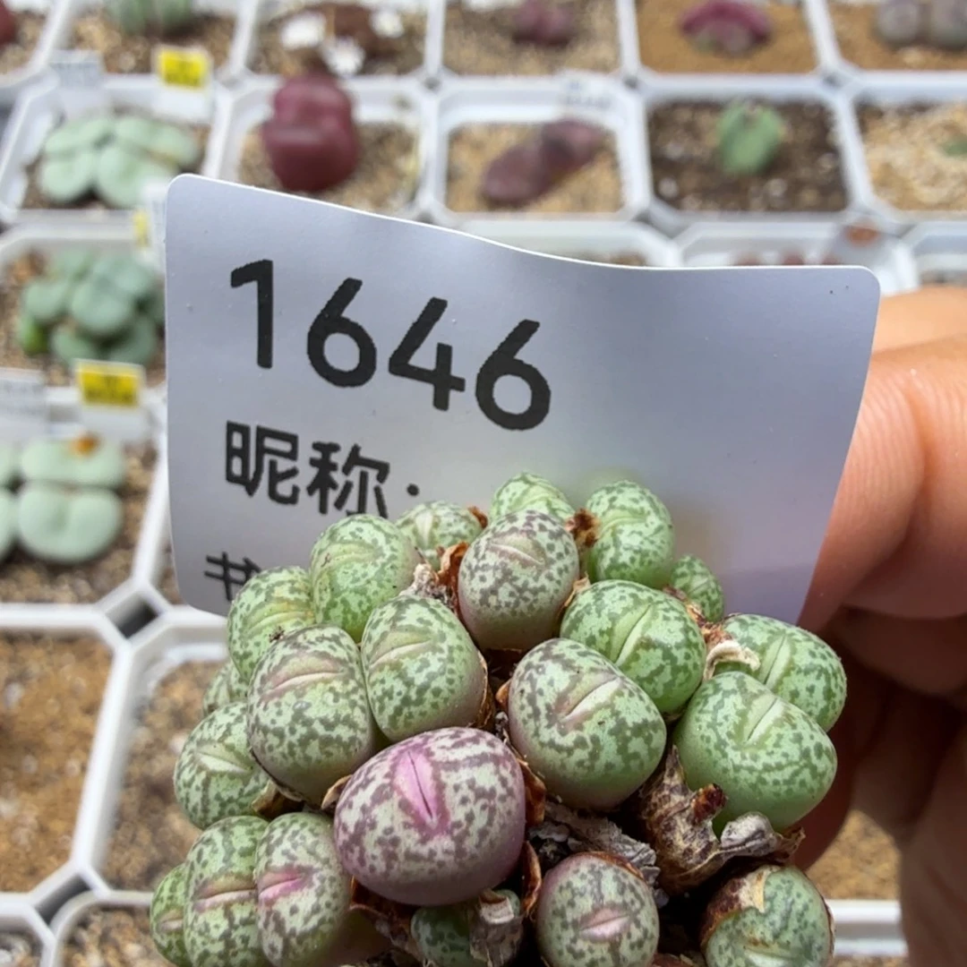 开播福利一个多肉