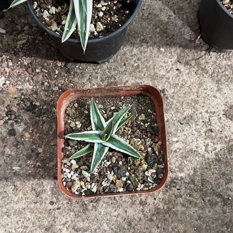 陈****冰山生长速度植物