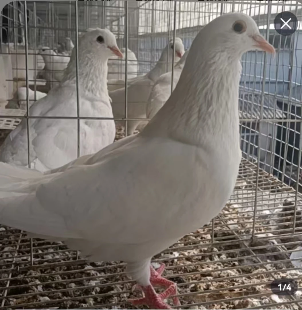 观赏鸽子|种鸽|青年鸽