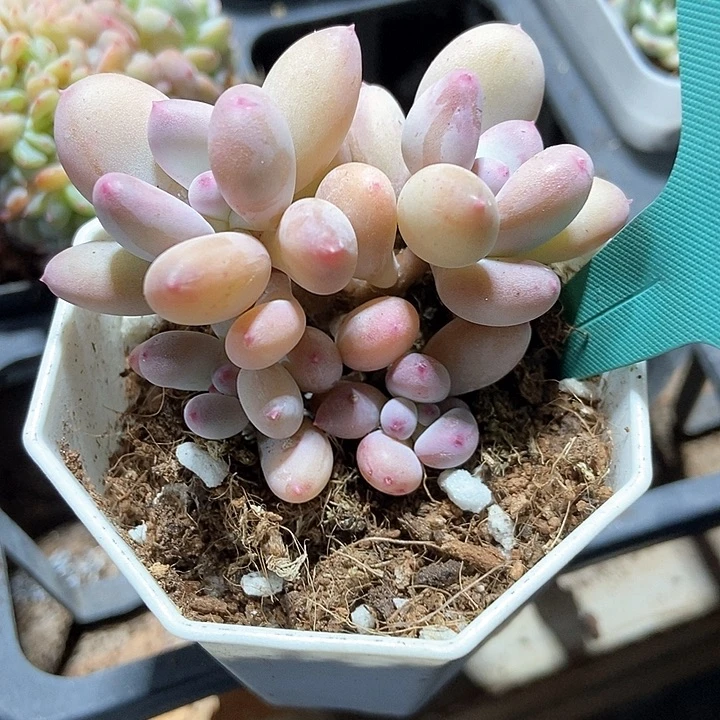 多肉植物彩虹奶248