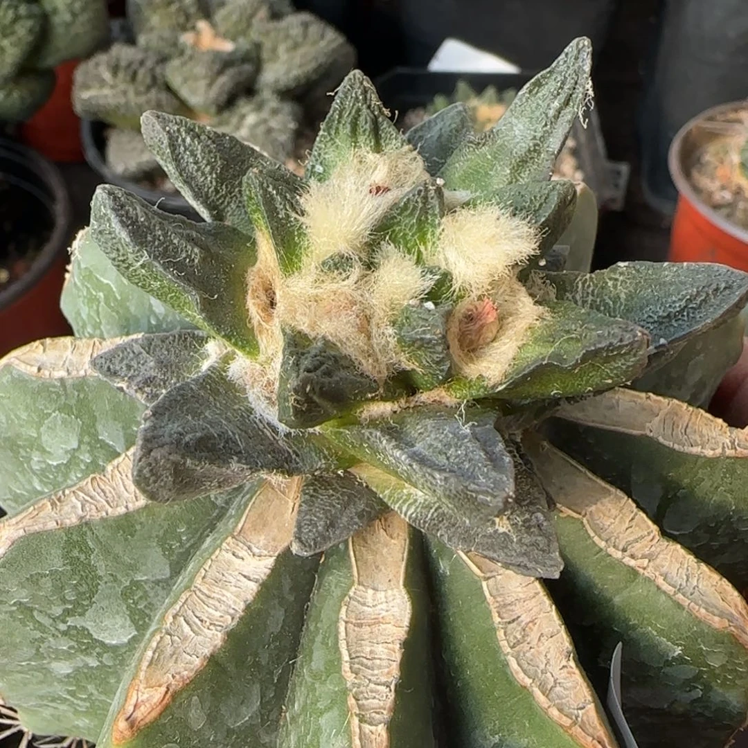 【闪购商品】龙角牡丹带种子680