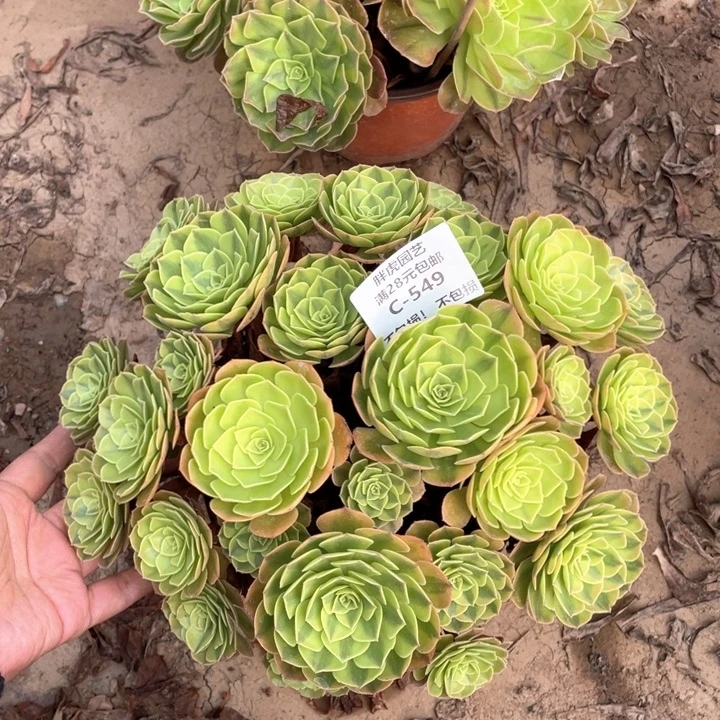 549雨荷轮回多肉法师丛林