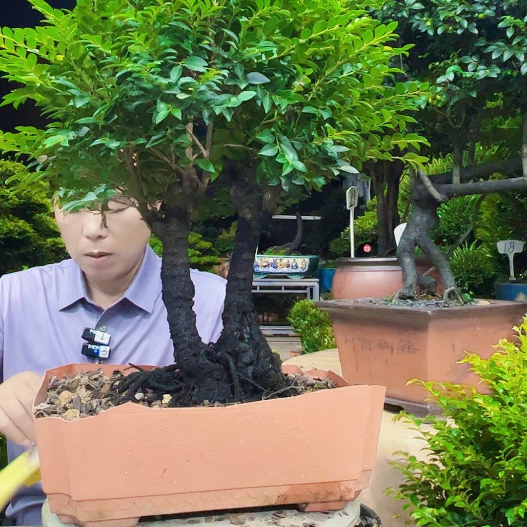 无花朵马**功12345678