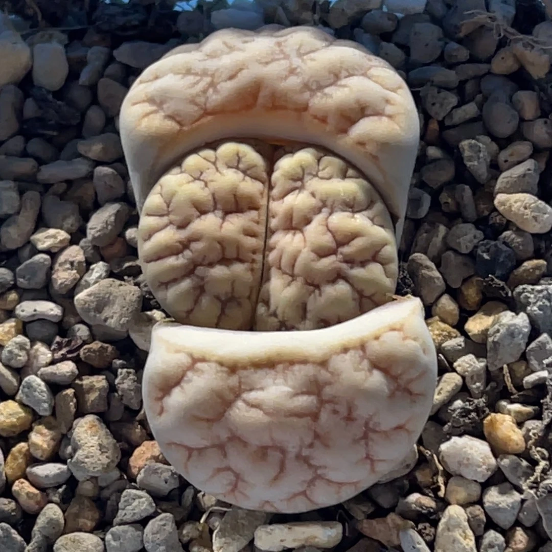 6828粗纹铁189一颗