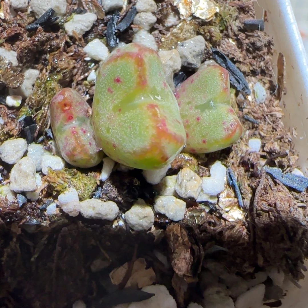 肉锥多肉植物百科-红线元宝有疤322