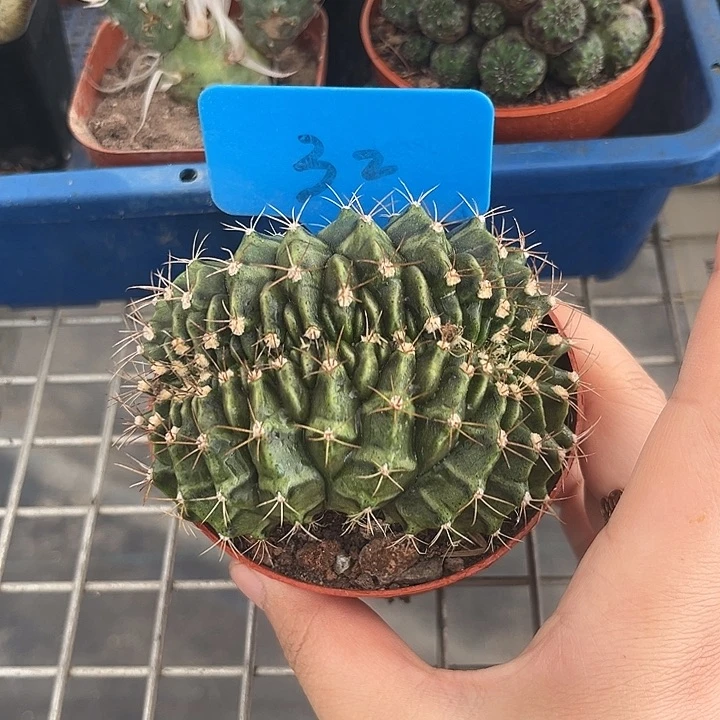 我也不知道我为什么要这样