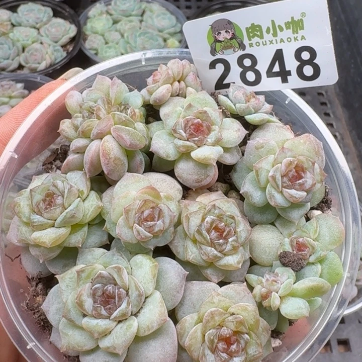 多肉植物多肉植物