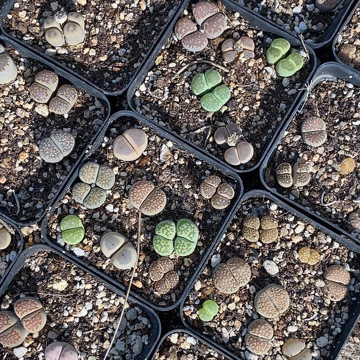 彩色生石花50颗。