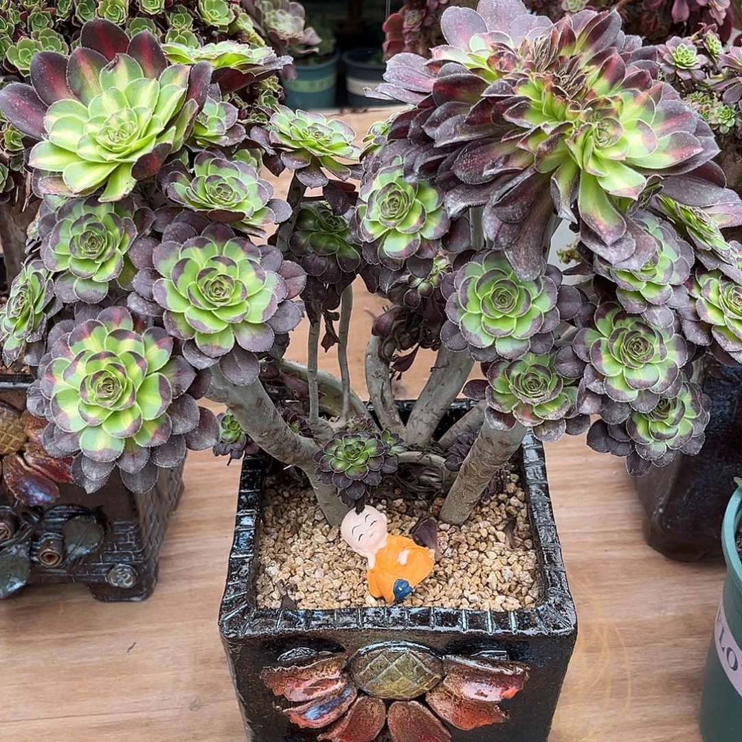 法师多肉植物漂亮漂亮