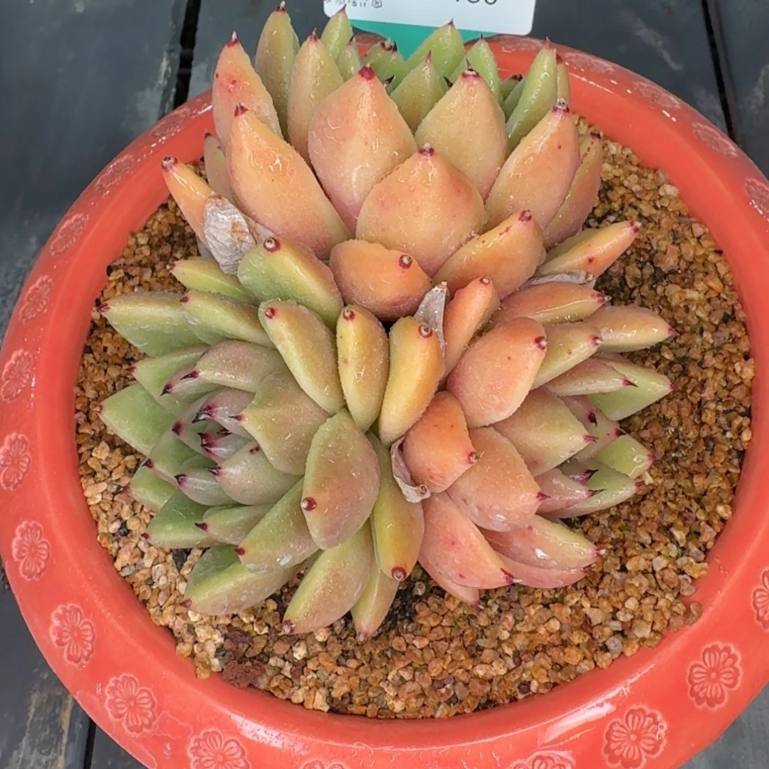 从前慢花园多肉编号1206.180