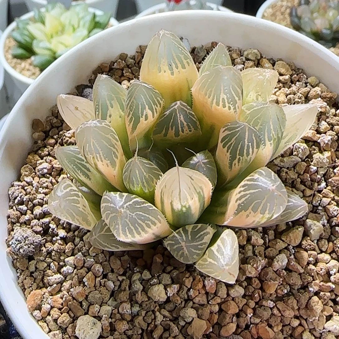 317号糊斑胭脂玉露锦 5.5 厘米左右一物一拍带盆发货