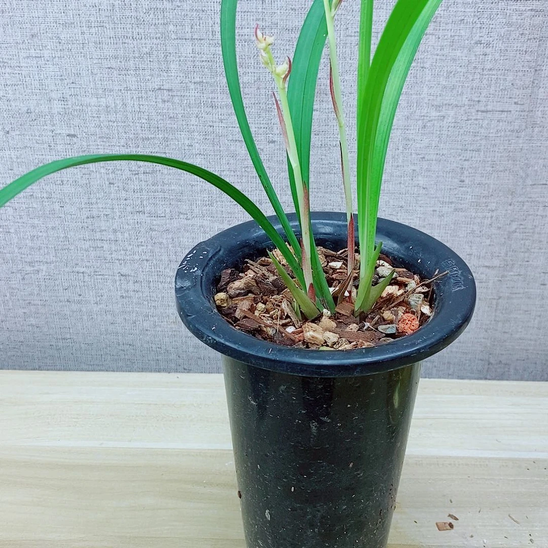 当前无花栽培后可以开花红梅