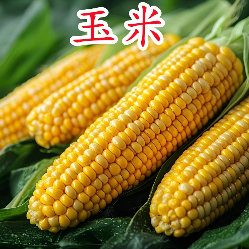 新鲜玉米现摘现发重庆发货苞谷玉米清甜可口