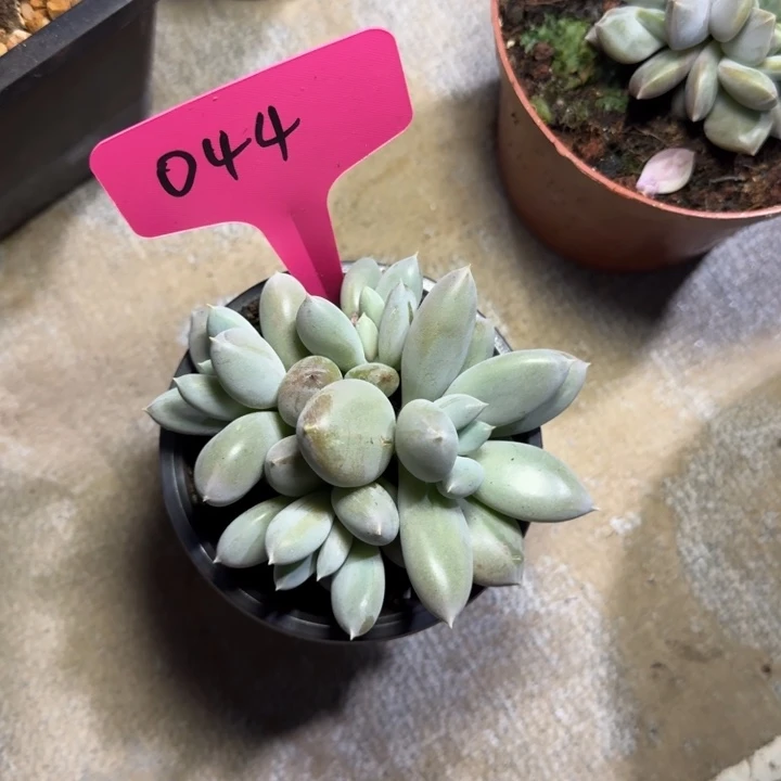 044哥特萝莉新号福利价