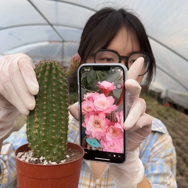 奈何之花111111111111