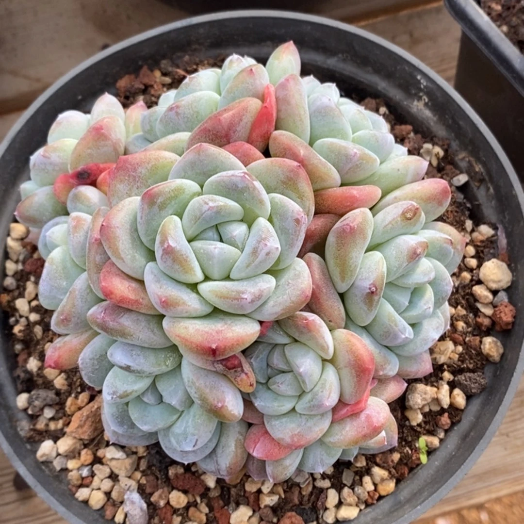 9头冰玉哈哈哈哈哈哈