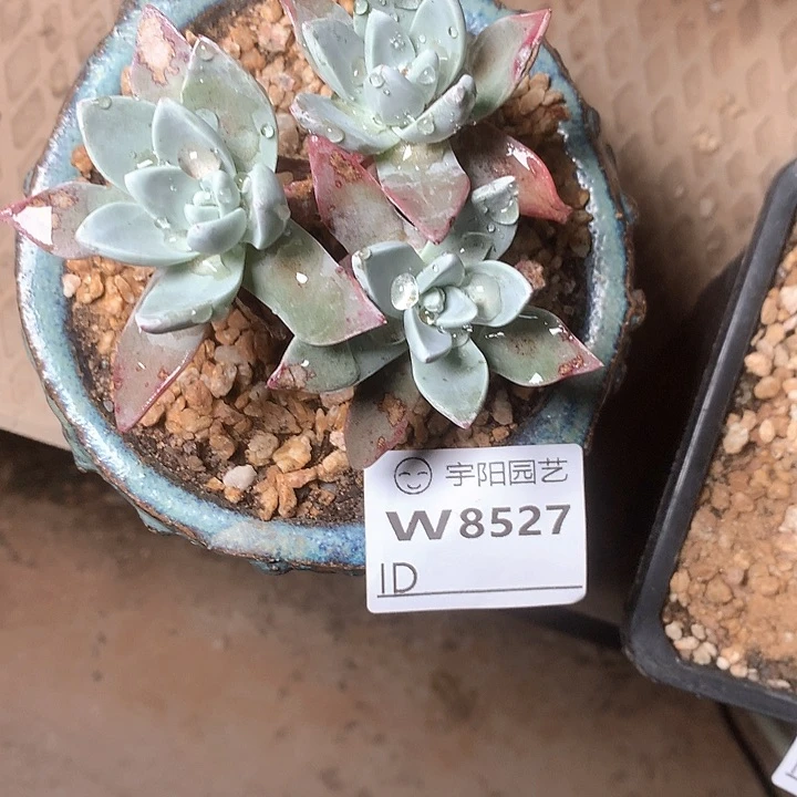 8527野生泡芙多肉