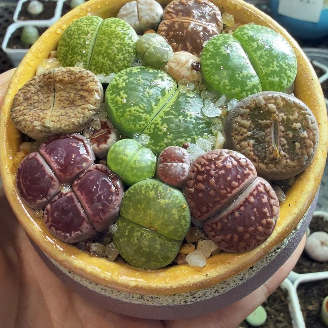 司***子多肉葡萄的季节性好42