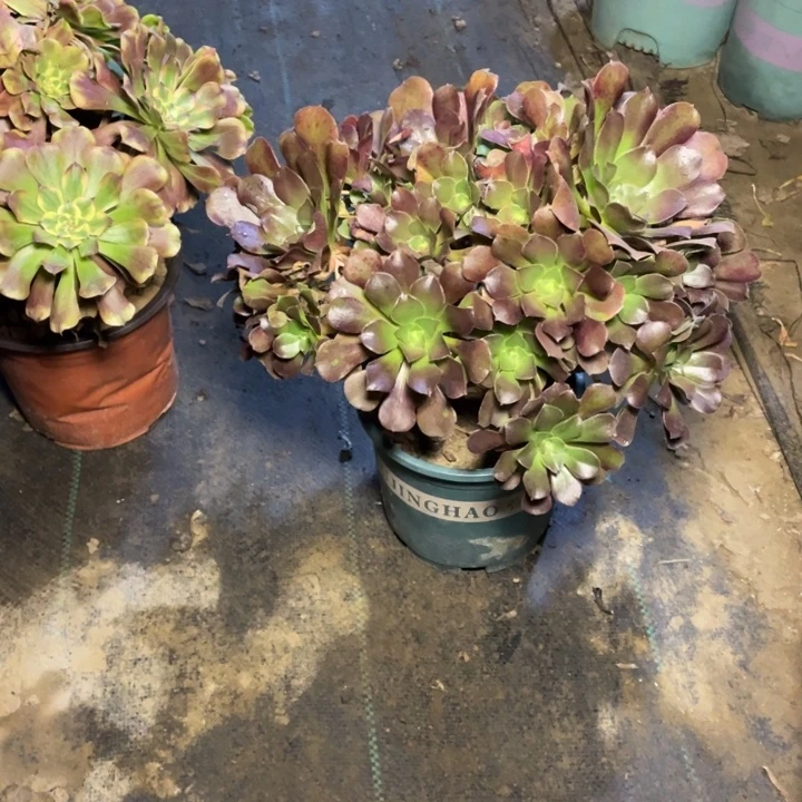 54多肉植物多肉多肉