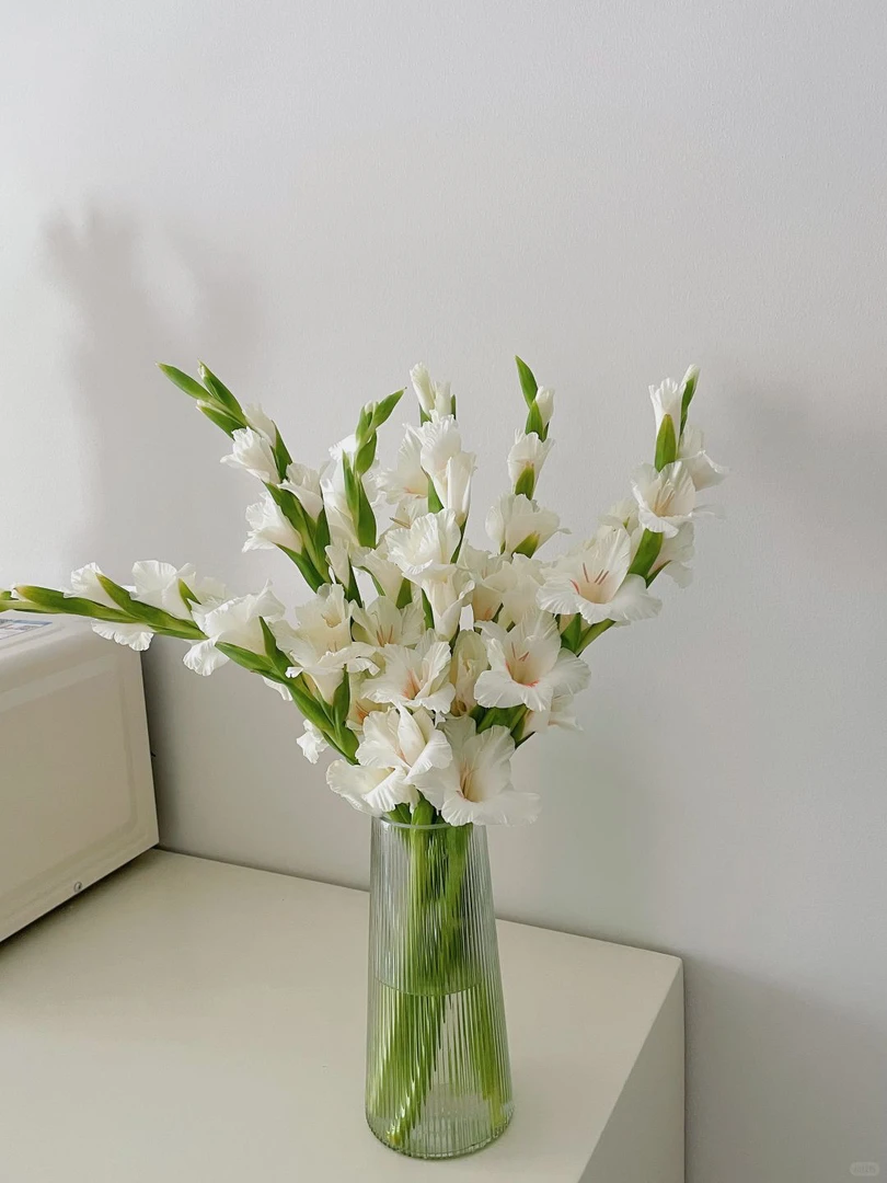 【广州一单包邮】剑兰 5支京东顺丰次日达