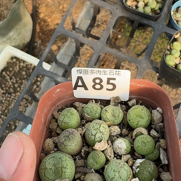 85多肉植物多肉植物