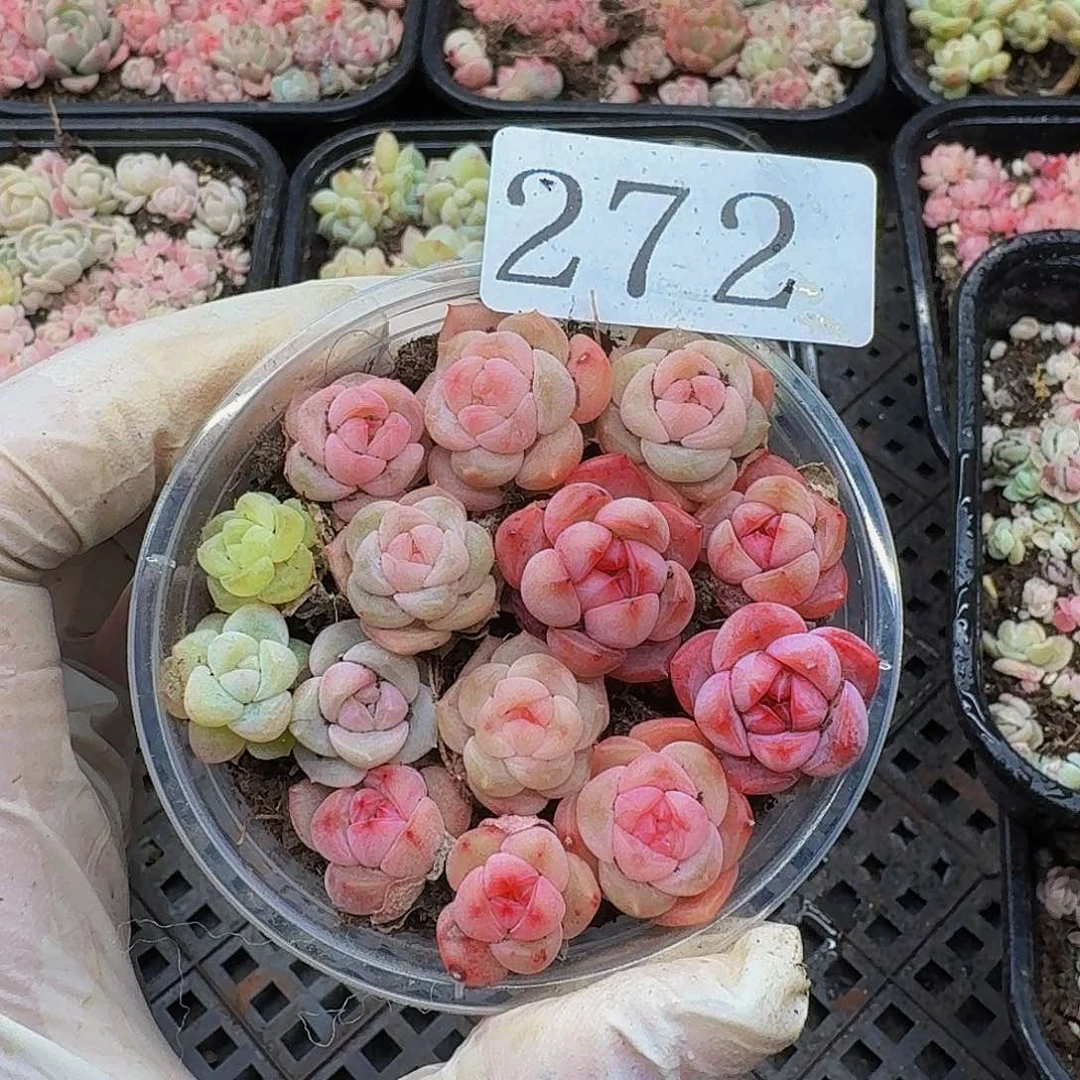 多肉植物多肉植物272