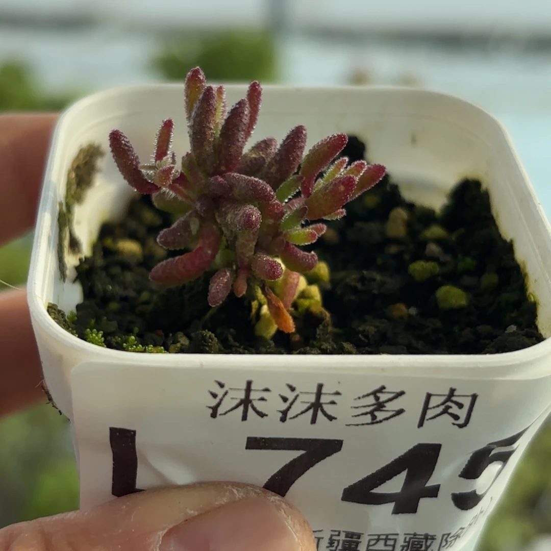 745红麒麟枝干番杏