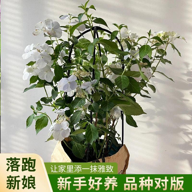 【云都花园】爬藤系列 落跑新娘 白粉花绣球 原土原盆发货 易养护
