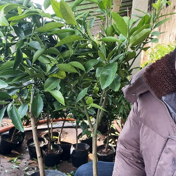 3884橘子树一组一拍