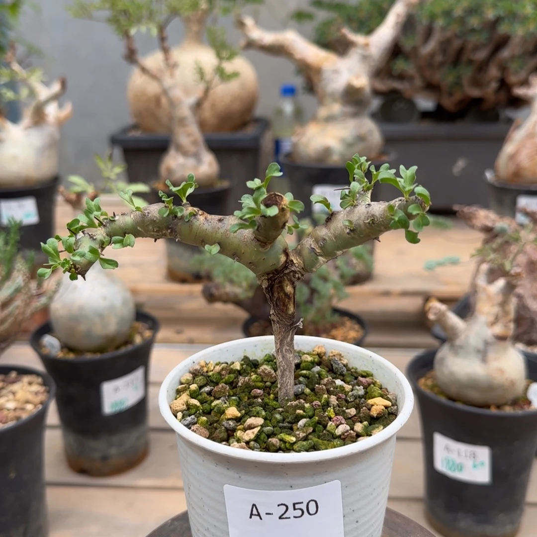 368红花鱼骨城块根植物