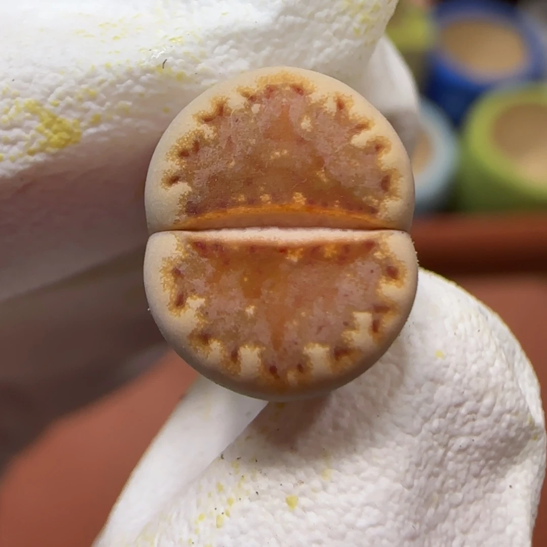 12.27.c218.9019福利