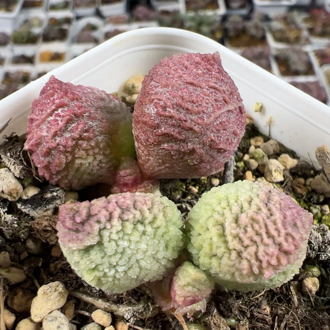 特价巨猪宝不确定有没有自然分株