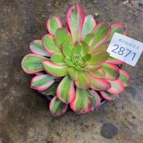 黑魔锦多肉植物2871