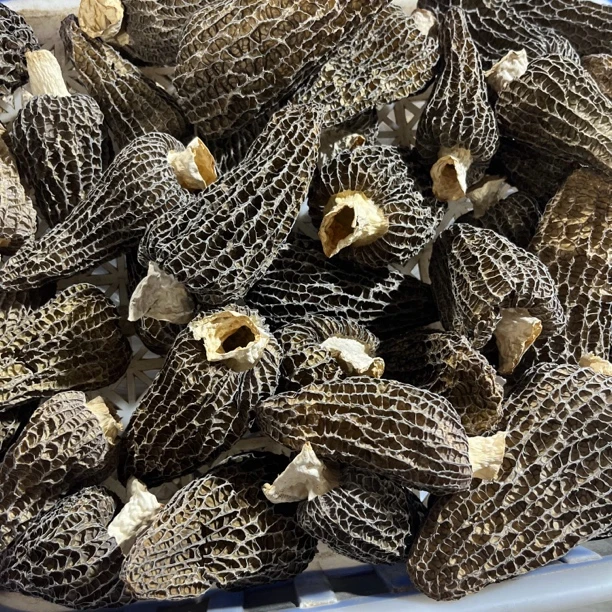 捡漏款T0羊肚菌0707