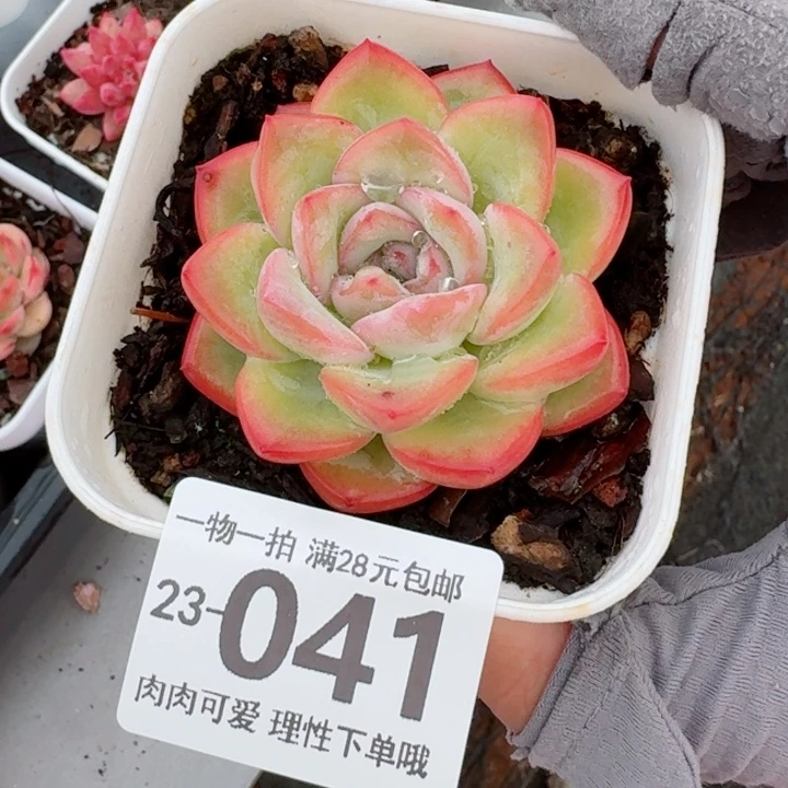 泡芙多肉无盆土发货