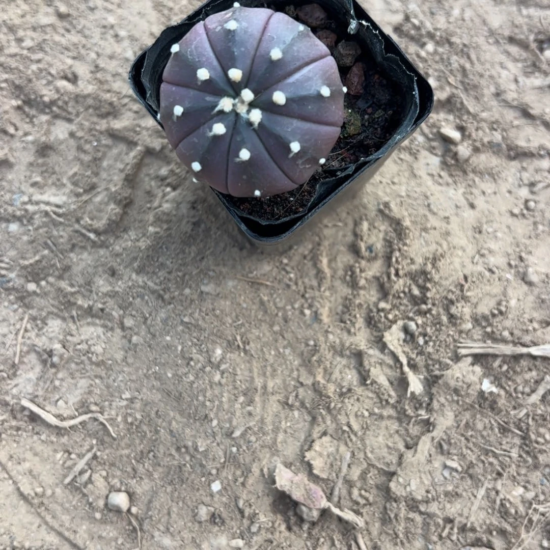 隐***身19换这个补差价。