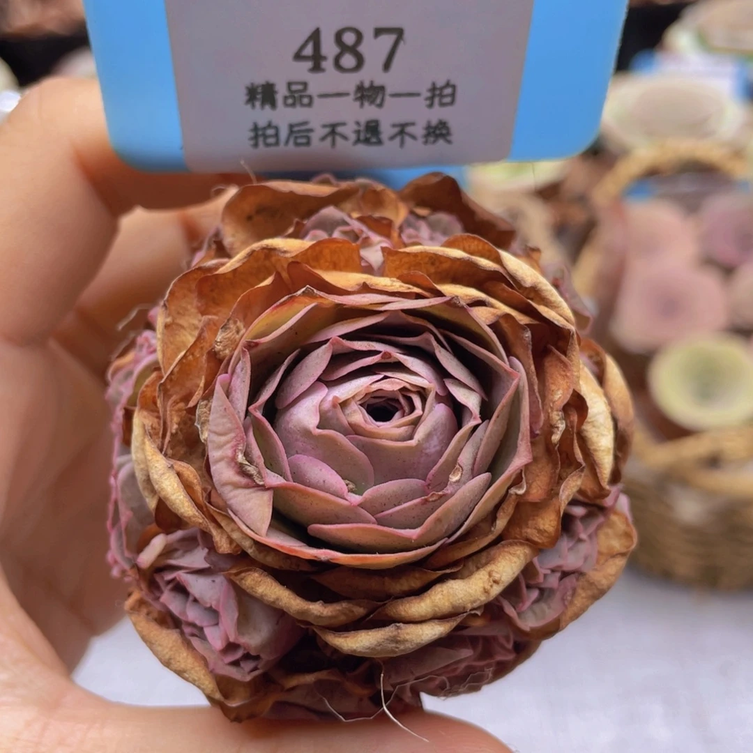 山地玫瑰487裸根发货不售后