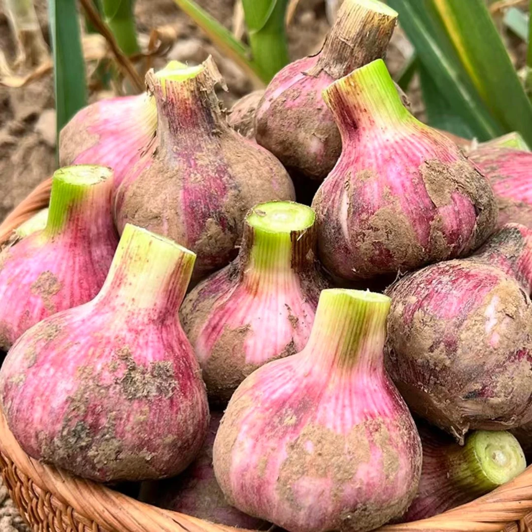 【紫皮大蒜】云南大理正宗新鲜现挖紫皮大蒜头多瓣蒜湿蒜3/5斤