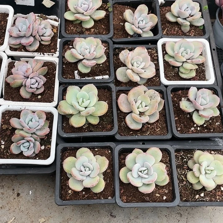 奶茶10元一盆88888888