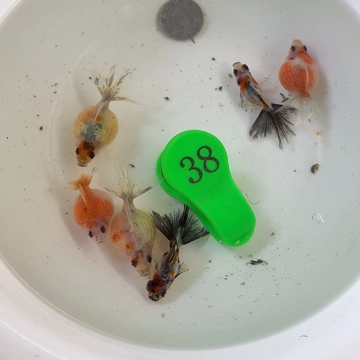 精品金鱼包邮包活到家