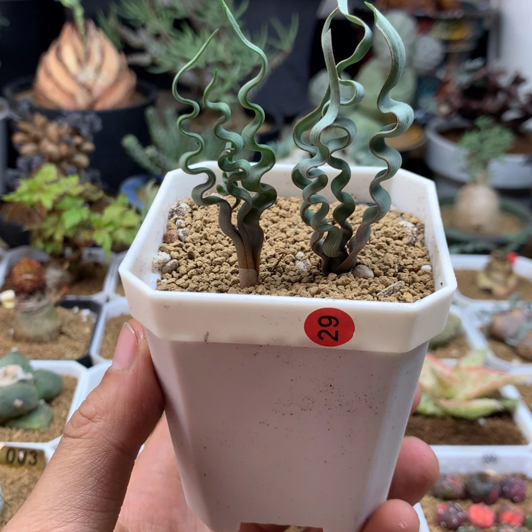 海带弹簧草多肉带盆29