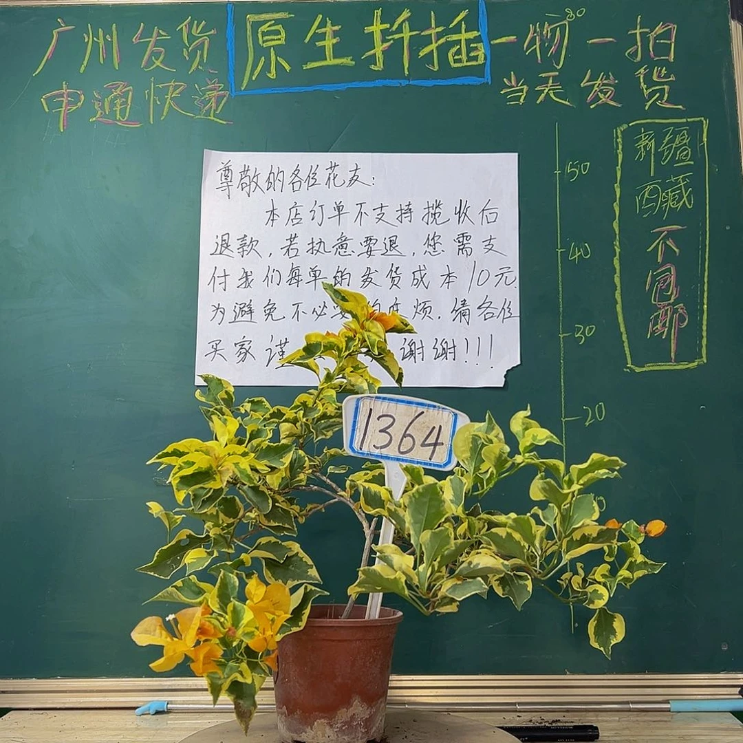 当前无花栽培后可以开花  金边黄 1364