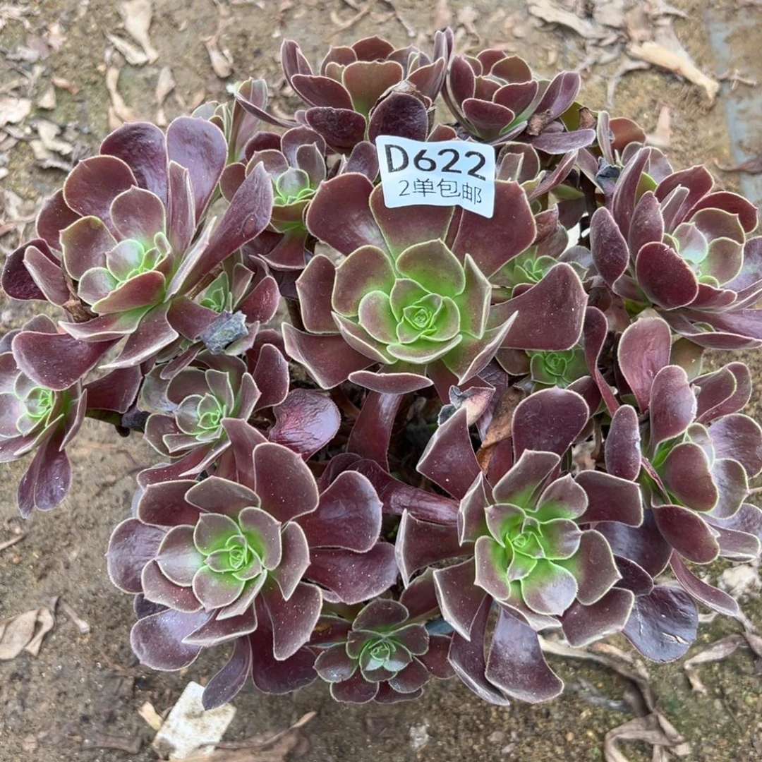 622多肉  欧紫不包断头