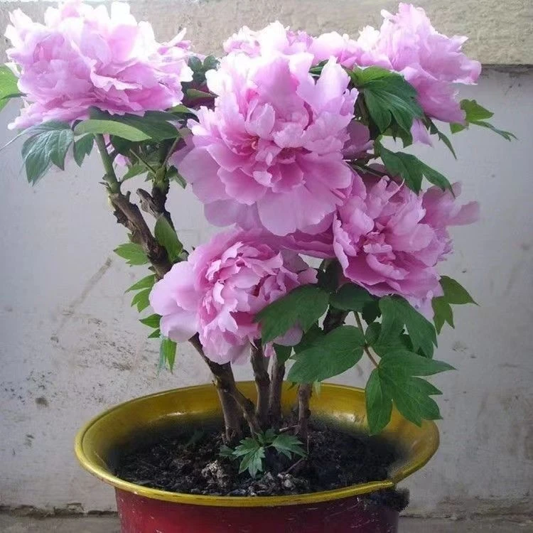 正宗菏泽牡丹花苗大花卉植物室内鲜花盆栽带叶带土重瓣牡丹花